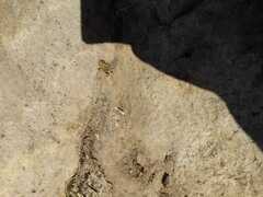 Rhinella atacamensis