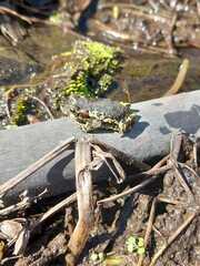 Rhinella atacamensis