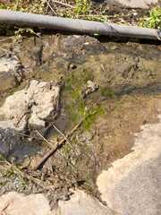 Rhinella atacamensis