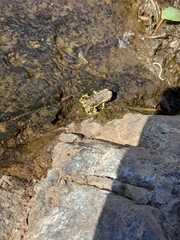 Rhinella atacamensis