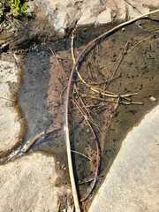 Rhinella atacamensis