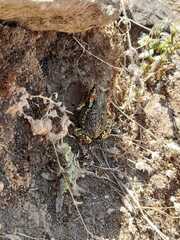 Rhinella atacamensis