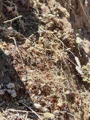 Rhinella atacamensis