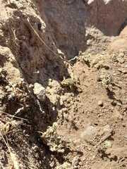 Rhinella atacamensis