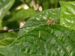 Pseudagrion microcephalum