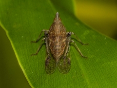 Dictyopharidae