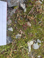 Coprosma atropurpurea