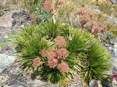 Aciphylla congesta