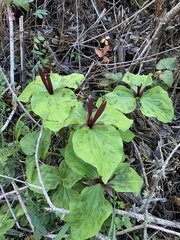 Trillium angustipetalum