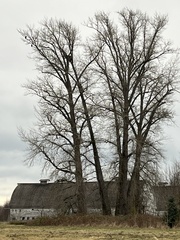 Haliaeetus leucocephalus