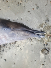 Mesoplodon grayi