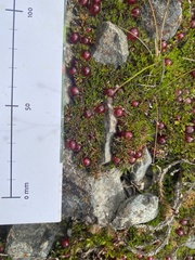 Coprosma atropurpurea
