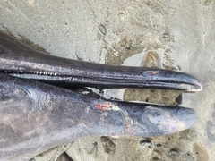 Mesoplodon grayi