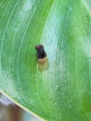 Minettia longipennis