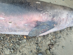 Mesoplodon grayi
