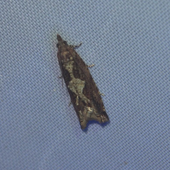 Fibuloides cyanopsis