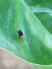 Minettia longipennis