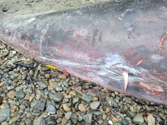 Mesoplodon grayi