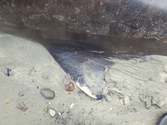 Mesoplodon grayi