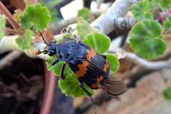 Nicrophorus mexicanus