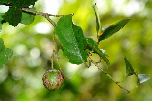Agatea rufotomentosa observed 2007-08-16