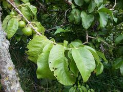 Vangueria madagascariensis