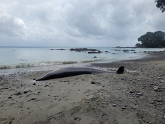 Mesoplodon grayi