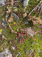 Coprosma atropurpurea