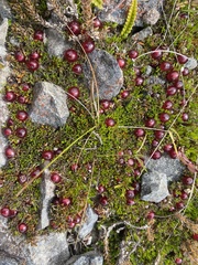 Coprosma atropurpurea