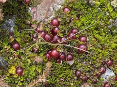Coprosma atropurpurea