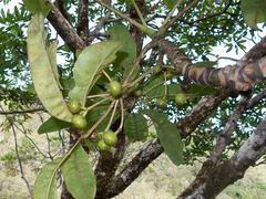 Plerandra plerandroides