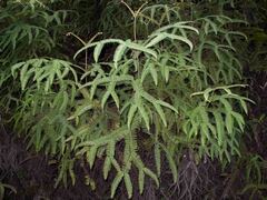 Sticherus brackenridgei