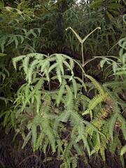 Sticherus brackenridgei