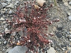 Epilobium melanocaulon