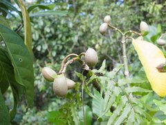 Tabernaemontana cerifera