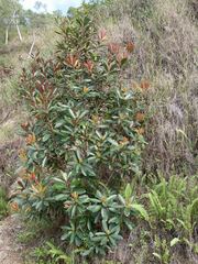 Metrosideros laurifolia