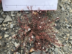 Epilobium melanocaulon