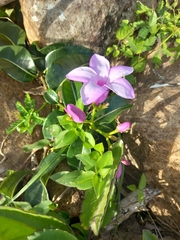 Cryptostegia madagascariensis