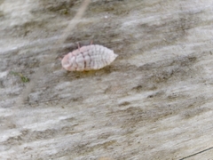 Coelostomidia