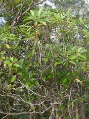 Alstonia