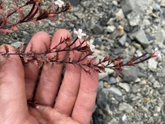 Epilobium melanocaulon