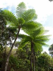 Sphaeropteris intermedia