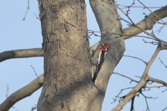 Sphyrapicus ruber × nuchalis
