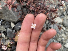 Epilobium melanocaulon