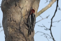 Sphyrapicus ruber × nuchalis