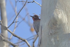 Sphyrapicus ruber × nuchalis