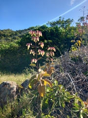 Kalanchoe pinnata