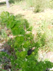 Apiomerus longispinis