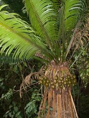 Cycas seemannii