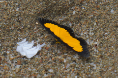 Xanthyris flaveolata